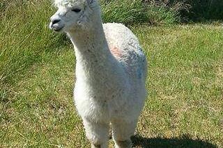 Alpaca