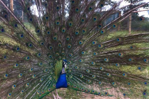 Peacock