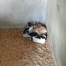 Rabbits
