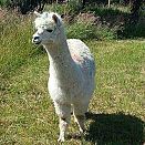 Alpaca