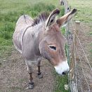 Frank the Donkey