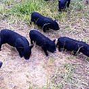 Piglets