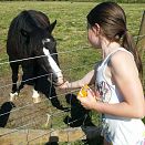 Feeding the Animals