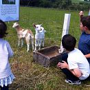 Feeding Animals