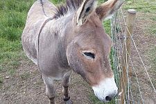 Frank the Donkey